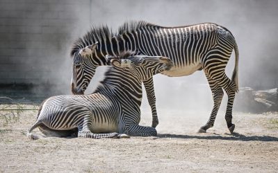 Schwarz, weiß, schön: Zwei seltene Grévy-Zebras neu im Kölner Zoo