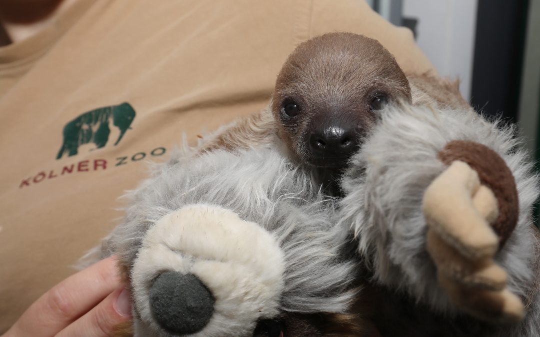 Freude im Kölner Zoo: Kleines Faultier geboren