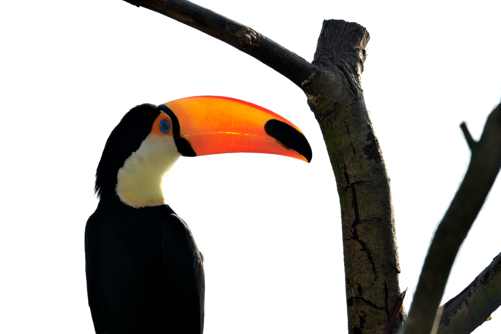 Riesentukan 18 - Foto: Kölner Zoo