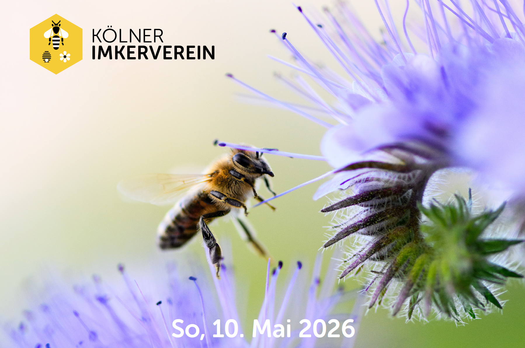 Bild zum Beitrag: 13. Bienentag in Finkens Garten
