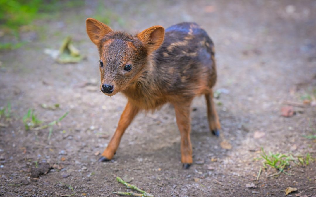 Kleinster Hirsch der Welt: Pudu-Weibchen „Yenai“ im Kölner Zoo geboren