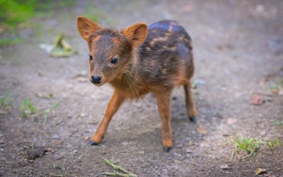 Kleinster Hirsch der Welt: Pudu-Weibchen „Yenai“ im Kölner Zoo geboren