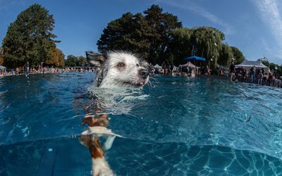 12. Kölner Hundeschwimmen im Stadionbad: Vierbeiner erobern wieder das Freibad