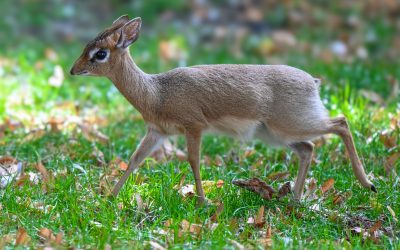 Nachwuchs bei den Dikdiks: Kleiner „Karim“ ist da